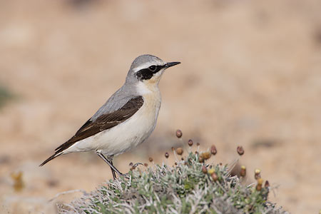 Northern Wheatear (Oenanthe oenanthe) photo image
