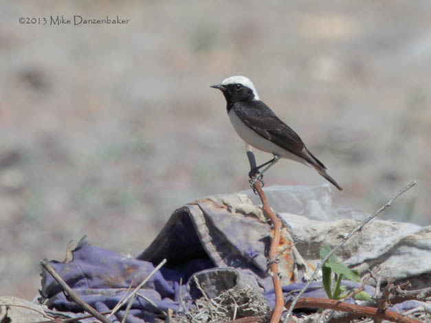 Variable Wheatear (Oenanthe picata) photo