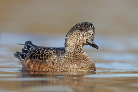 American Wigeon (Anas americana) photo image