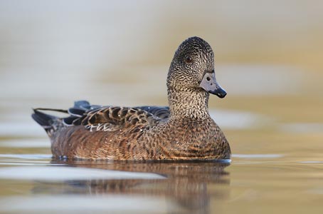 American Wigeon (Anas americana) photo image