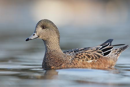 American Wigeon (Anas americana) photo image
