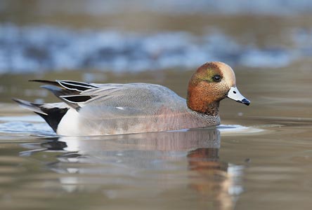 American Wigeon (Anas americana) photo image