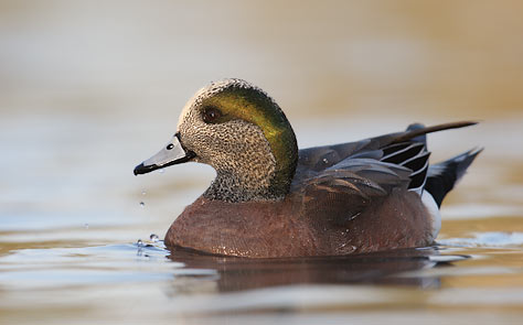 American Wigeon (Anas americana) photo image
