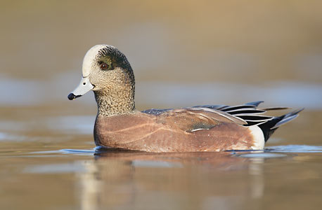 American Wigeon (Anas americana) photo image