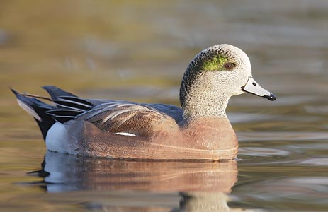 American Wigeon (Anas americana) photo image