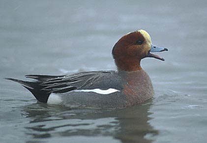 Eurasian Wigeon (Anas penelope) photo image