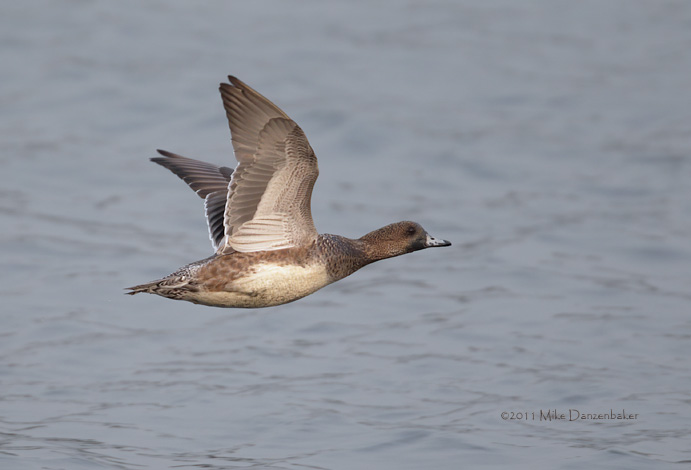 Eurasian Wigeon (Anas penelope) photo image