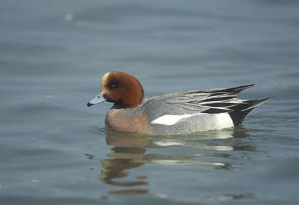Eurasian Wigeon (Anas penelope) photo image