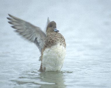 Eurasian Wigeon (Anas penelope) photo image