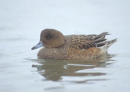 Eurasian Wigeon (Anas penelope) photo image