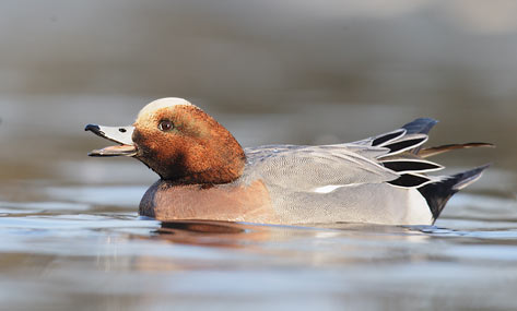 Eurasian Wigeon (Anas penelope) photo image