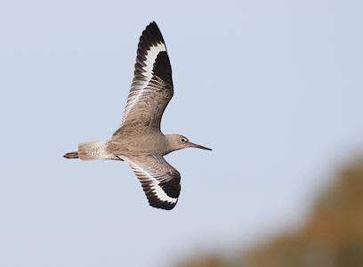 Willet (Tringa semipalmata) photo image