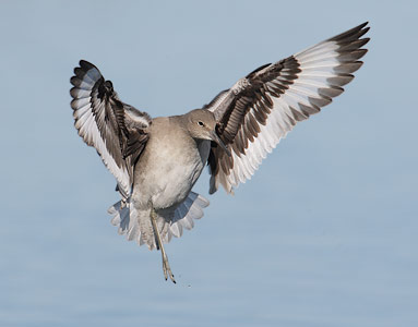 Willet (Catoptrophorus semipalmatus) photo