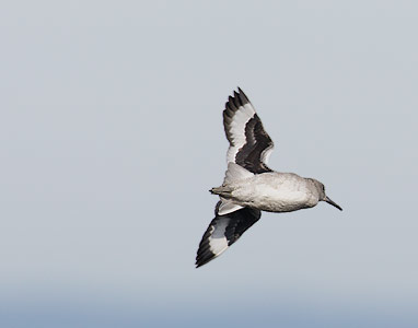 Willet (Tringa semipalmata) photo image