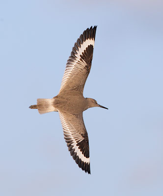 Willet (Tringa semipalmata) photo image