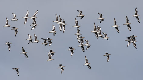 Willet (Catoptrophorus semipalmatus) photo