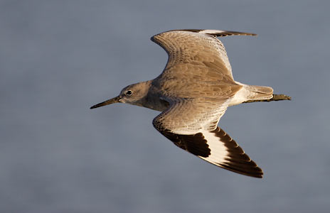 Willet (Tringa semipalmata) photo image