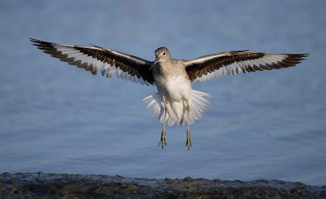 Willet (Tringa semipalmata) photo image
