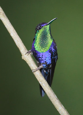 Violet-crowned Woodnymph (Thalurania colombica) photo image