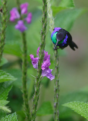 Violet-crowned Woodnymph (Thalurania colombica) photo image