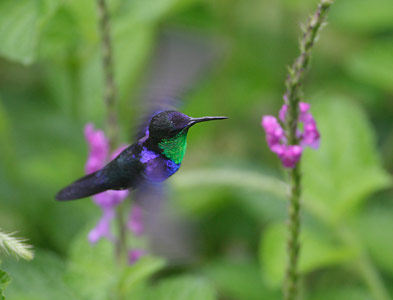 Violet-crowned Woodnymph (Thalurania colombica) photo image