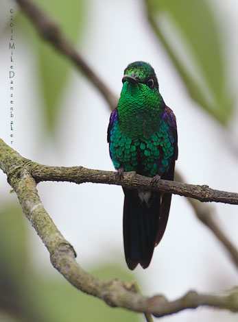 Emerald-bellied Woodnymph (Thalurania hypochlora) photo image