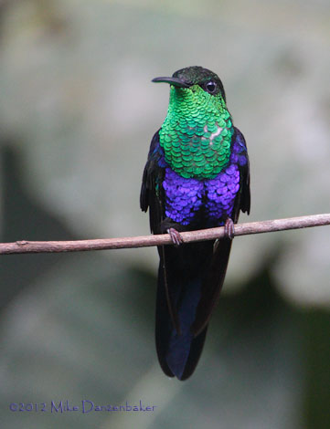 Fork-tailed Woodnymph (Thalurania furcata) photo image