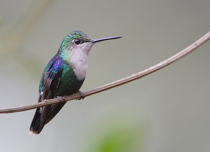 Green-crowned Woodnymph (Thalurania fannyi) photo image