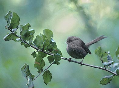 Wrentit (Chamaea fasciata) photo image