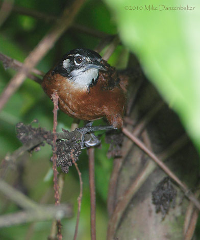 Bay Wren (Thryothorus nigricapillus) photo