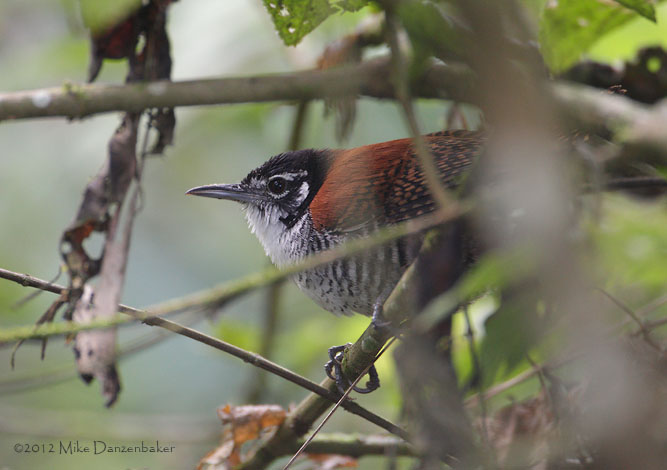 Bay Wren (Cantorchilus nigricapillus) photo image