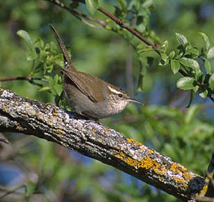 Bewick's Wren (Thryomanes bewickii) photo image