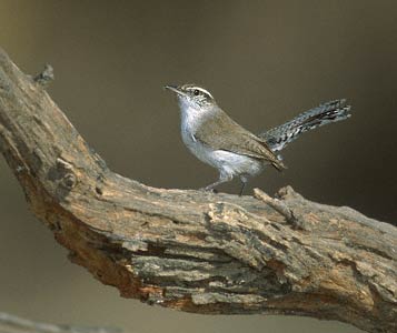 Bewick's Wren (Thryomanes bewickii) photo image