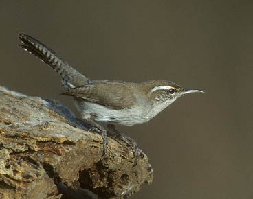 Bewick's Wren (Thryomanes bewickii) photo image
