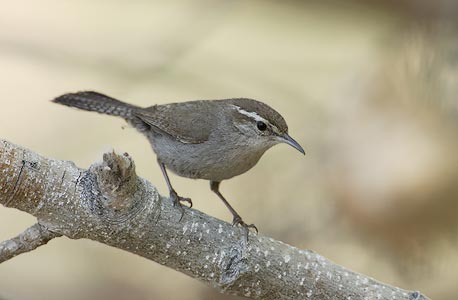 Bewick's Wren (Thryomanes bewickii) photo