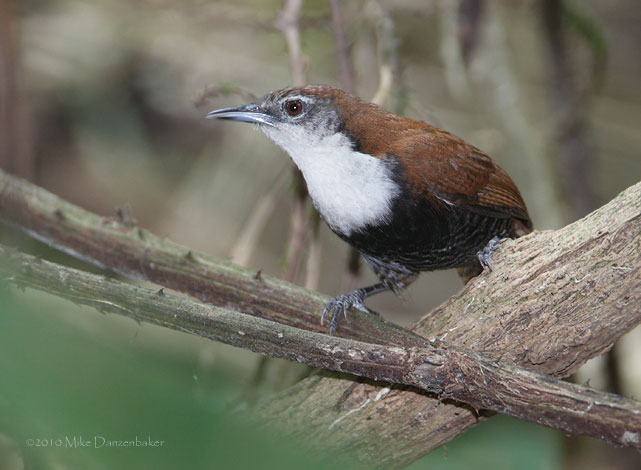 Black-bellied Wren (Thryothorus fasciatoventris) photo
