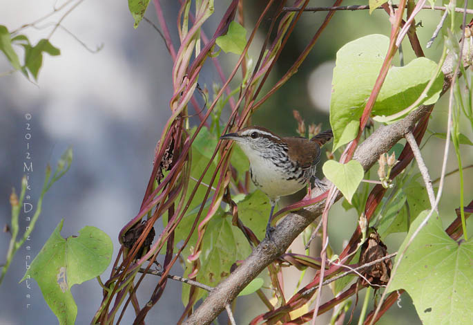 Banded Wren (Thryophilus pleurostictus) photo image