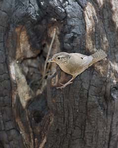 Brown-throated House Wren (Troglodytes aedon brunneicollis) photo image