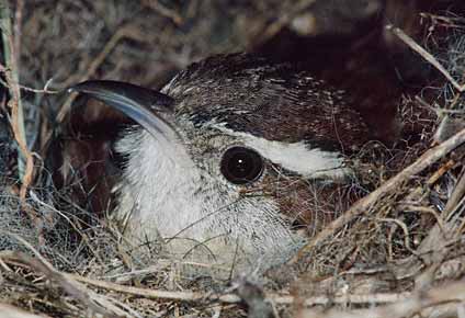 Carolina Wren (Thryothorus ludovicianus) photo image
