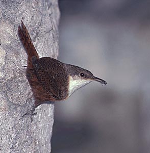 Canyon Wren (Catherpes mexicanus) photo image