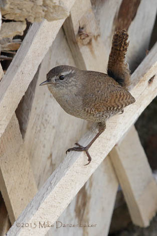 Eurasian Wren (Troglodytes troglodytes) photo
