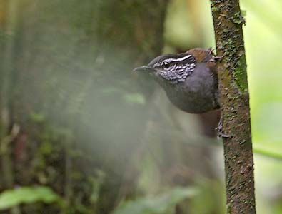 Gray-breasted Wood Wren (Henicorhina leucophrys) photo image
