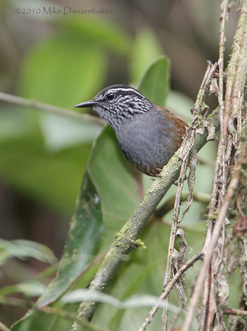 Gray-breasted Wood Wren (Henicorhina leucophrys) photo image