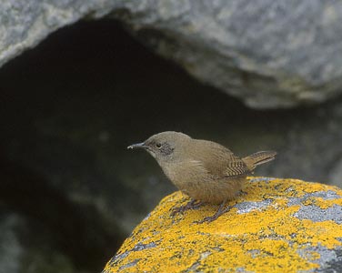 House Wren (Troglodytes aedon) photo image