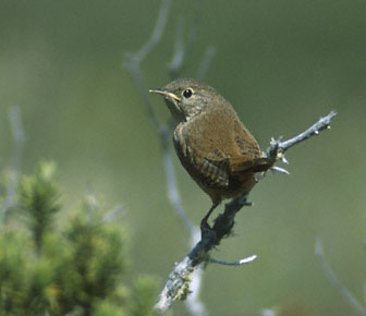 House Wren (Troglodytes aedon) photo image