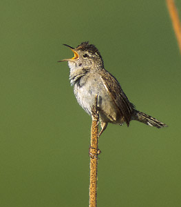Marsh Wren (Cistothorus palustris) photo image