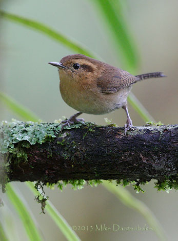 Mountain Wren (Troglodytes solstitialis) photo image