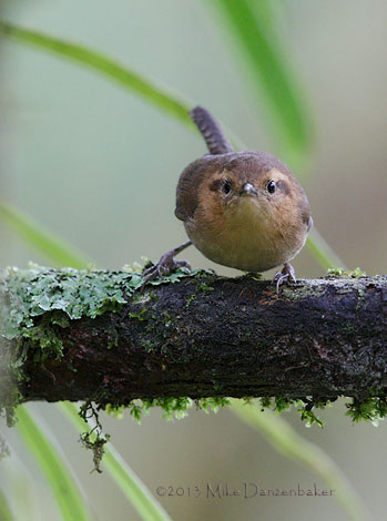 Mountain Wren (Troglodytes solstitialis) photo image