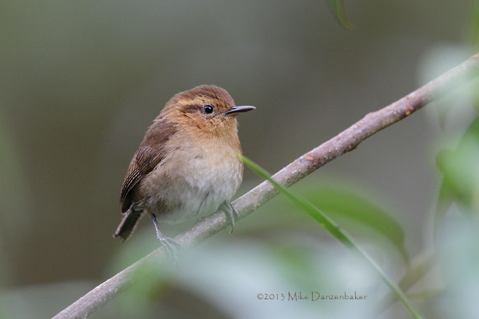 Mountain Wren (Troglodytes solstitialis) photo image