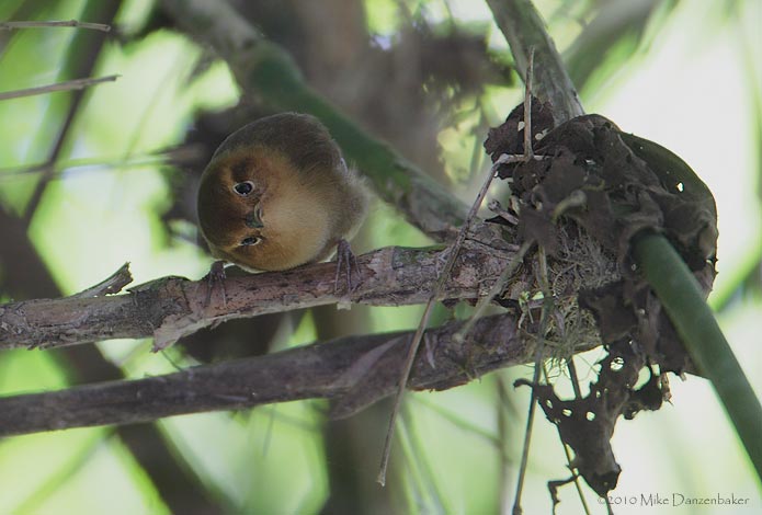 Ochraceous Wren (Troglodytes ochraceus) photo